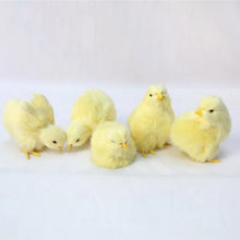 Load image into Gallery viewer, Realistic Chick Decoration Animal Doll Simulation Chick for Children Cognition Chicken Model Sound Soft Plush Toy Easter Gift