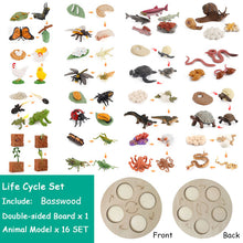 Load image into Gallery viewer, Montessori Animal and Plant Life Cycle Board Set for Kids