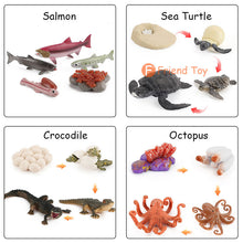 Load image into Gallery viewer, Montessori Animal and Plant Life Cycle Board Set for Kids
