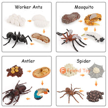 Load image into Gallery viewer, Montessori Animal and Plant Life Cycle Board Set for Kids