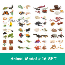 Load image into Gallery viewer, Montessori Animal and Plant Life Cycle Board Set for Kids