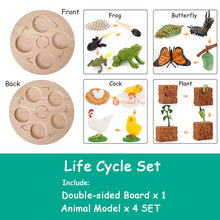 Load image into Gallery viewer, Montessori Animal and Plant Life Cycle Board Set for Kids