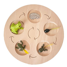 Load image into Gallery viewer, Montessori Animal and Plant Life Cycle Board Set for Kids