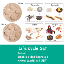 Load image into Gallery viewer, Montessori Animal and Plant Life Cycle Board Set for Kids