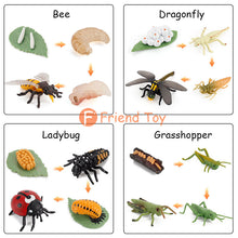 Load image into Gallery viewer, Montessori Animal and Plant Life Cycle Board Set for Kids