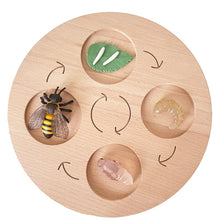 Load image into Gallery viewer, Montessori Animal and Plant Life Cycle Board Set for Kids
