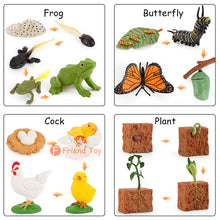 Load image into Gallery viewer, Montessori Animal and Plant Life Cycle Board Set for Kids
