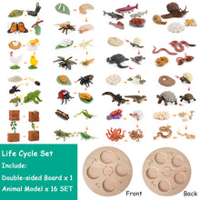 Load image into Gallery viewer, Montessori Animal and Plant Life Cycle Board Set for Kids