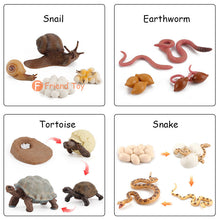 Load image into Gallery viewer, Montessori Animal and Plant Life Cycle Board Set for Kids