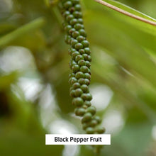 Load image into Gallery viewer, Black pepper fruit, for Kapha Digest (Trikatu) Tablets