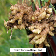 Load image into Gallery viewer, Fresh ginger root, for Kapha Digest (Trikatu) Tablets