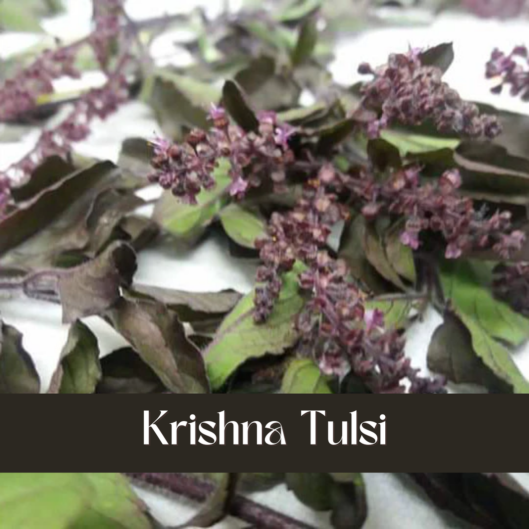 Organic Tulsi Krishna Basil