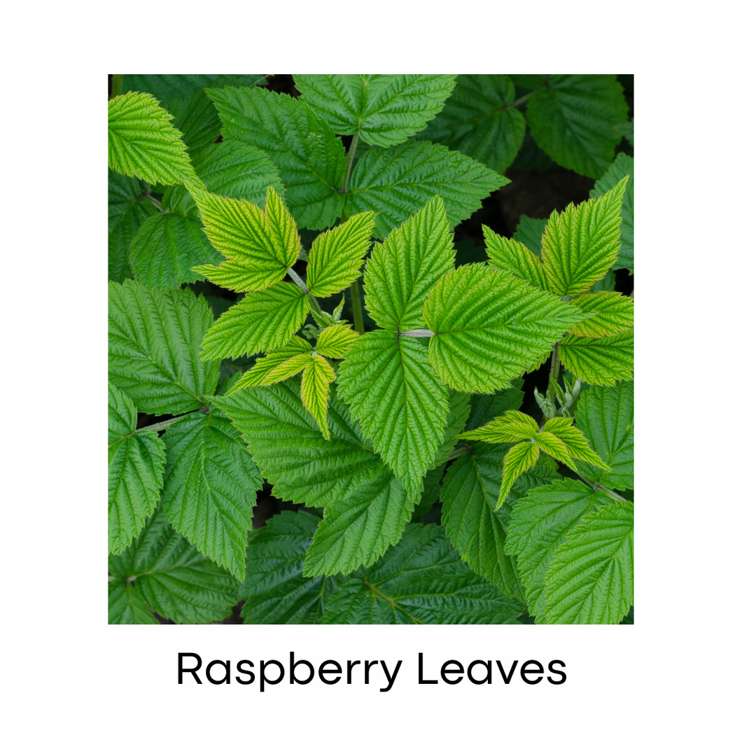 Raspberry Leaf Infusion