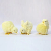 Load image into Gallery viewer, Realistic Chick Decoration Animal Doll Simulation Chick for Children Cognition Chicken Model Sound Soft Plush Toy Easter Gift

