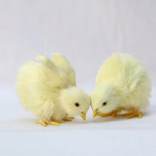 Load image into Gallery viewer, Realistic Chick Decoration Animal Doll Simulation Chick for Children Cognition Chicken Model Sound Soft Plush Toy Easter Gift
